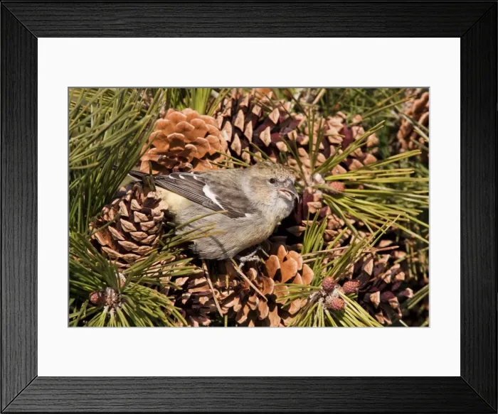 Framed Print : White-winged Crossbill - female feeding on pine cones - January - MA - USA Framed Print : White-winged Crossbill - female feeding on pine cones - January - MA - USA