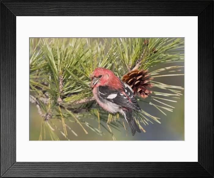 Framed Print : White-winged Crossbill - male feeding on pine cones - January - MA - USA Framed Print : White-winged Crossbill - male feeding on pine cones - January - MA - USA