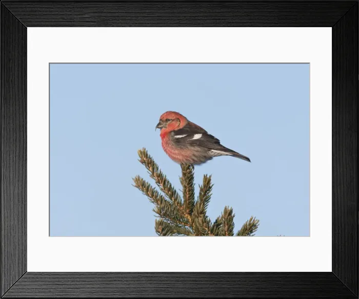 Framed Print : White-winged Crossbill - male feeding on pine cones - January - MA - USA Framed Print : White-winged Crossbill - male feeding on pine cones - January - MA - USA