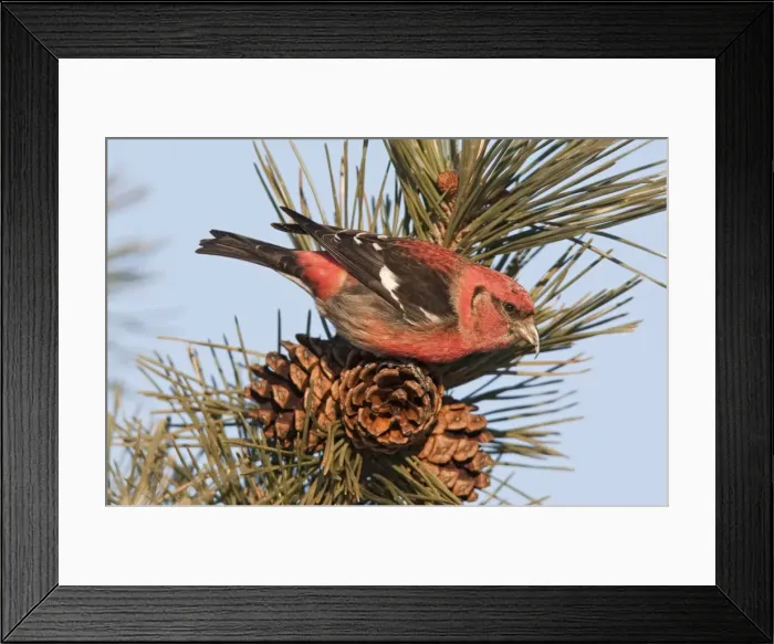 Framed Print : White-winged Crossbill - male feeding on pine cones - January - MA - USA Framed Print : White-winged Crossbill - male feeding on pine cones - January - MA - USA