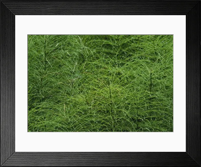 Framed Print : Common Horsetail Olympic National Park Framed Print : Common Horsetail Olympic National Park