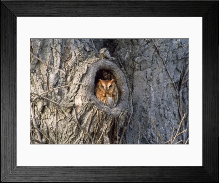 Framed Print : Screech Owl - red phase Framed Print : Screech Owl - red phase