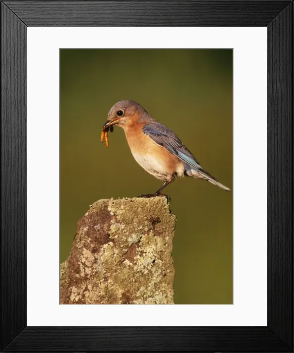 Framed Print : Eastern Bluebird JZ 673 Female, Hamden Connecticut, USA. Sialia sialis © Jim Zipp / ARDEA LONDON Framed Print : Eastern Bluebird JZ 673 Female, Hamden Connecticut, USA. Sialia sialis © Jim Zipp / ARDEA LONDON