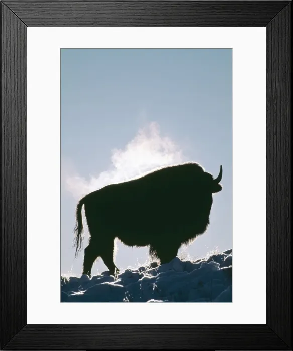 Framed Print : Bison JZ 72 Cold morning in Haydon valley Yellowstone N. P. Bison bison © Jim Zipp / ARDEA LONDON Framed Print : Bison JZ 72 Cold morning in Haydon valley Yellowstone N. P. Bison bison © Jim Zipp / ARDEA LONDON