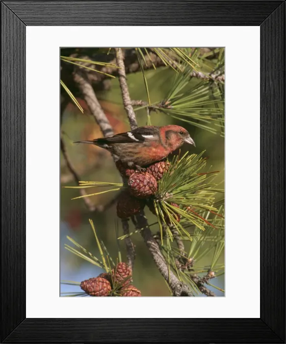 Framed Print : White Winged Crossbill JZ 777 Male hammonasset state Park, CT Loxia Leucoptera © Jim Zipp / ARDEA LONDON Framed Print : White Winged Crossbill JZ 777 Male hammonasset state Park, CT Loxia Leucoptera © Jim Zipp / ARDEA LONDON