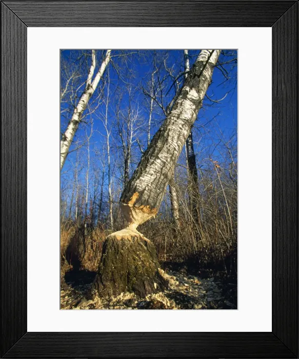 Framed Print : Beaver - workings on Aspen Trees Northern Minnisota, USA Framed Print : Beaver - workings on Aspen Trees Northern Minnisota, USA