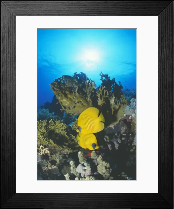 Framed Print : Masked Butterfly Fish KA 222 Red sea Chaetodon Semilarvatus © Kurt Amsler / ARDEA LONDON Framed Print : Masked Butterfly Fish KA 222 Red sea Chaetodon Semilarvatus © Kurt Amsler / ARDEA LONDON