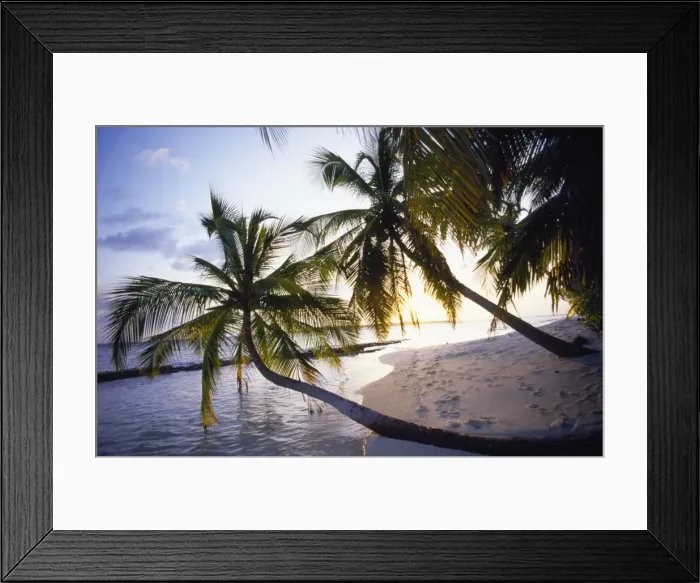 Framed Print : Maldive Island Indian Ocean - beach & palm trees Framed Print : Maldive Island Indian Ocean - beach & palm trees