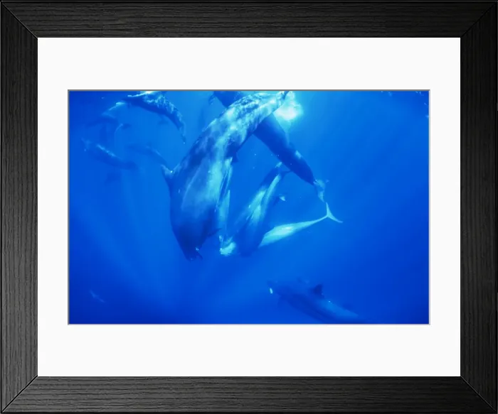 Framed Print : False Killer Whales - sharing tuna prey Framed Print : False Killer Whales - sharing tuna prey
