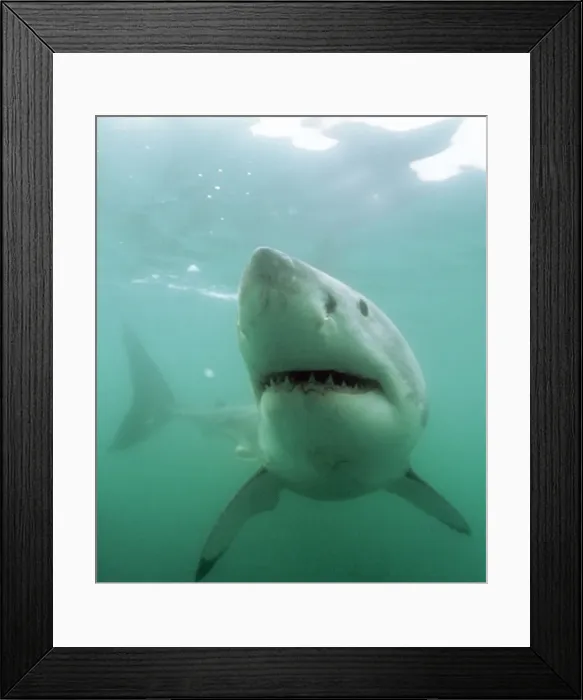 Framed Print : Great White Shark KA 467 (C) Swimming underwater - Gansbaii, South Africa Carcharo carcharias © Kurt Amsler ARDEA LONDON