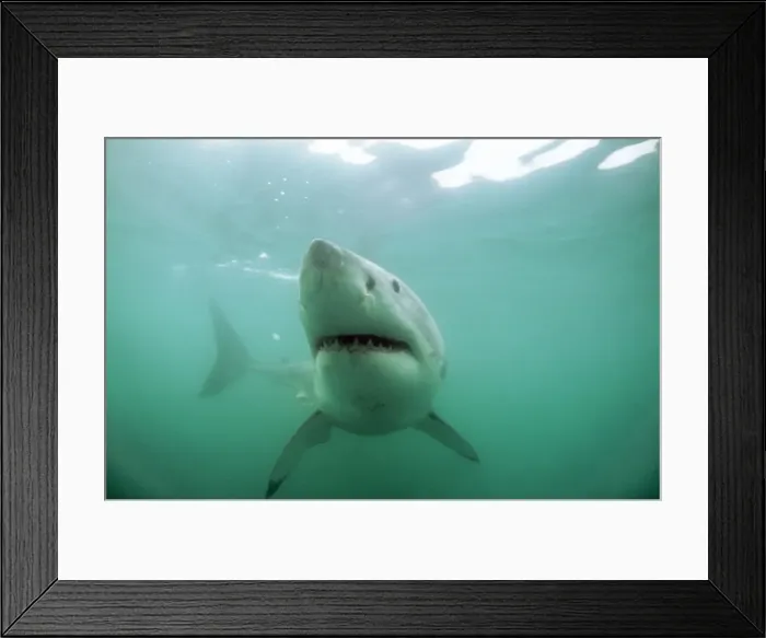 Framed Print : Great White Shark KA 467 Swimming underwater - Gansbaii, South Africa Carcharo carcharias © Kurt Amsler ARDEA LONDON Framed Print : Great White Shark KA 467 Swimming underwater - Gansbaii, South Africa Carcharo carcharias © Kurt Amsler ARDEA LONDON