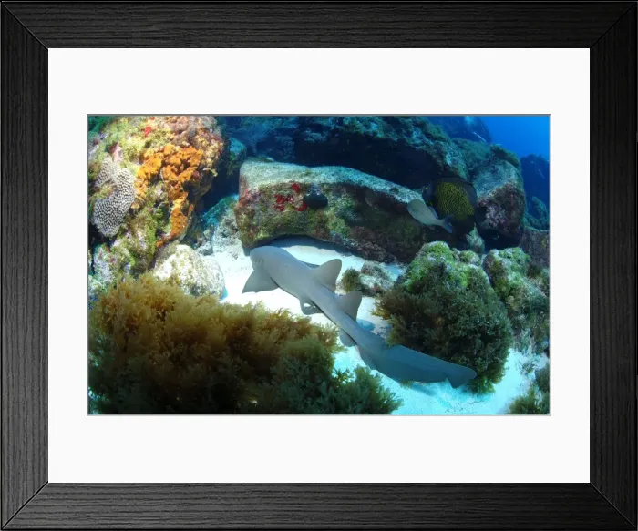 Framed Print : Nurse Shark - Island Fernando de Rononha, Brazil
