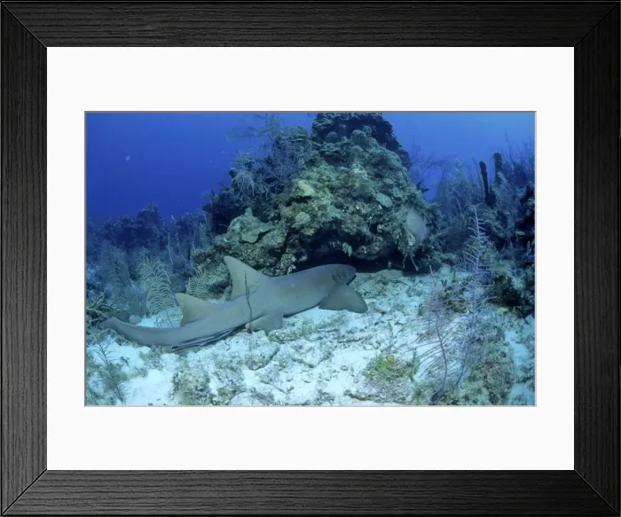 Framed Print : Nurse Shark - Bahamas Framed Print : Nurse Shark - Bahamas