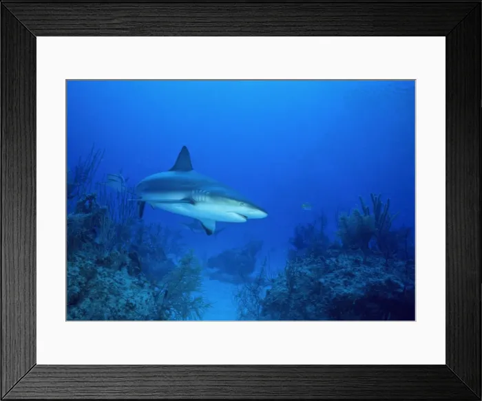 Framed Print : Grey Reef Shark - Bahamas Framed Print : Grey Reef Shark - Bahamas