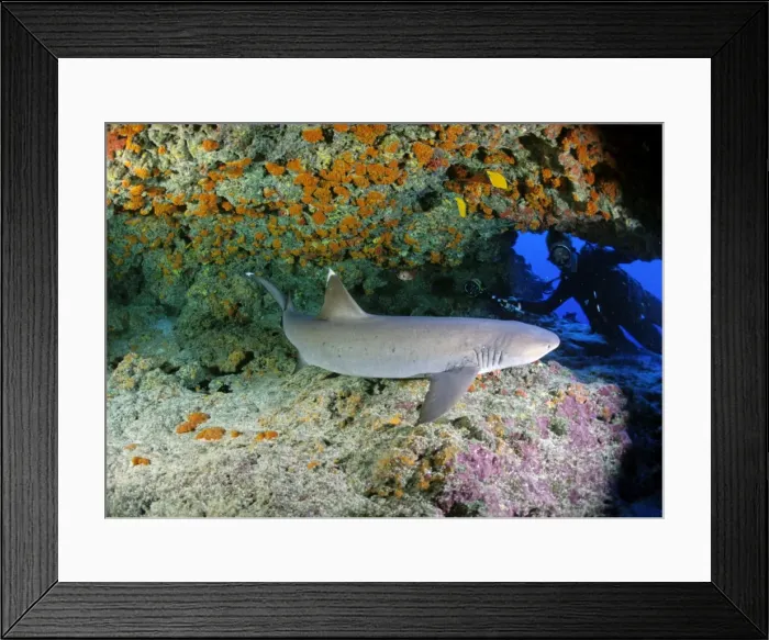 Framed Print : Whitetip Reef Shark - Polynesia Pacific Framed Print : Whitetip Reef Shark - Polynesia Pacific