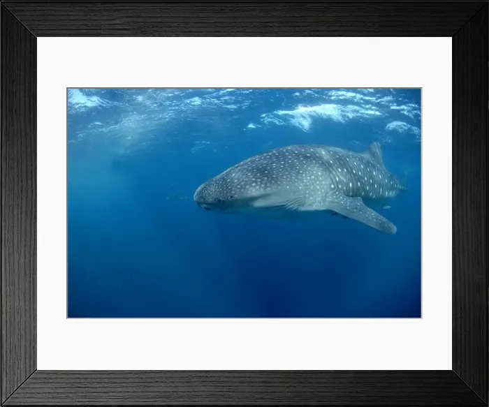 Framed Print : Whale Shark Framed Print : Whale Shark