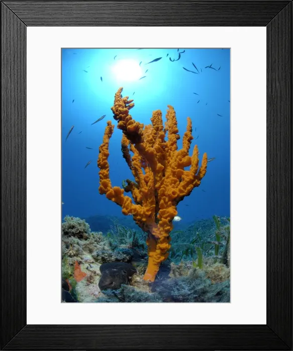 Framed Print : Antler Sponge Mediterranean Turkey Framed Print : Antler Sponge Mediterranean Turkey