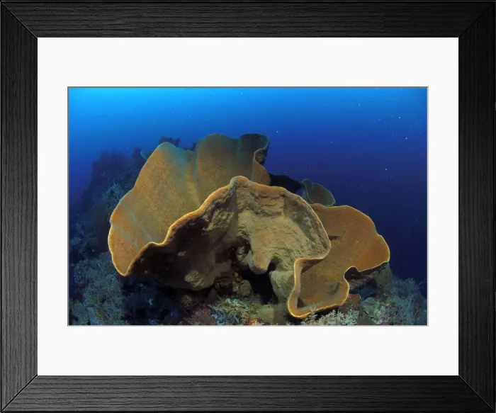 Framed Print : Sponge Sulawesi, Indonesia Framed Print : Sponge Sulawesi, Indonesia