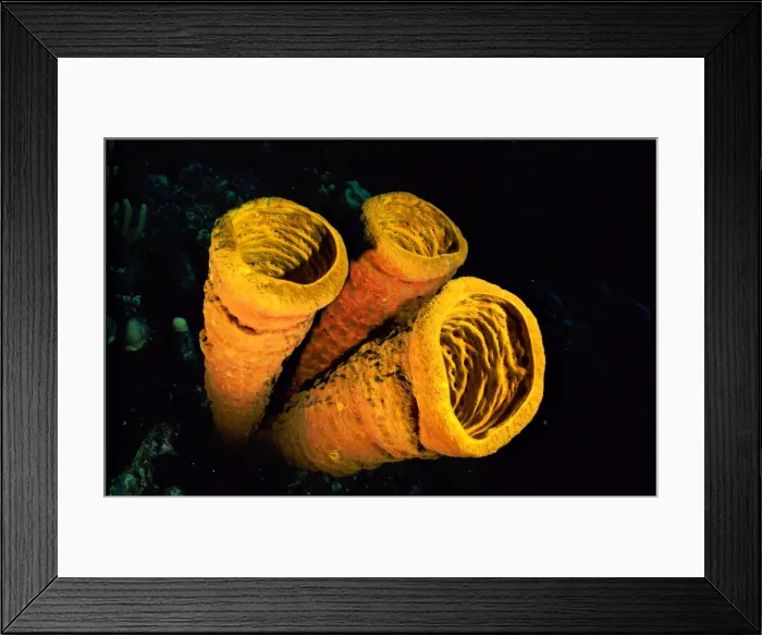 Framed Print : Tube Sponge Caribbean Sea Framed Print : Tube Sponge Caribbean Sea