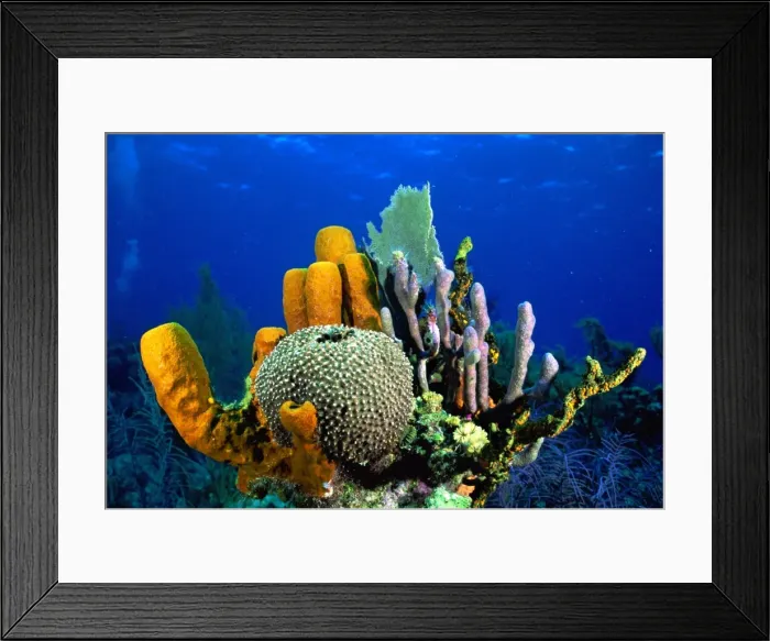 Framed Print : Tube Sponge Caribbean Sea Framed Print : Tube Sponge Caribbean Sea