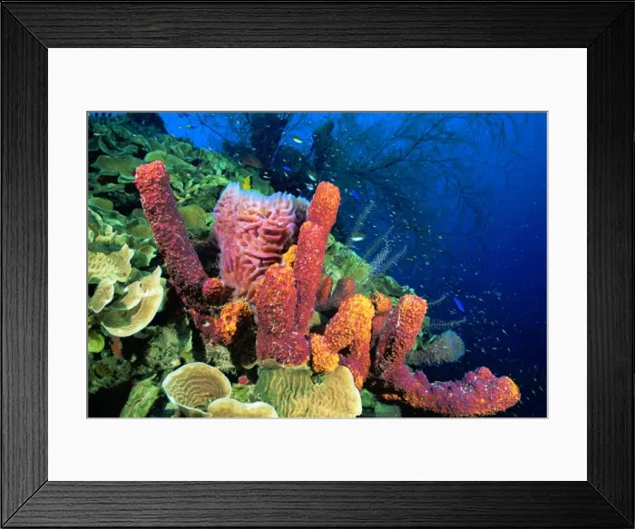 Framed Print : Tube Sponge Caribbean Sea Framed Print : Tube Sponge Caribbean Sea