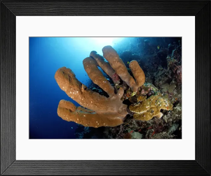 Framed Print : Tube Sponge Sulawesi Indonesia Framed Print : Tube Sponge Sulawesi Indonesia