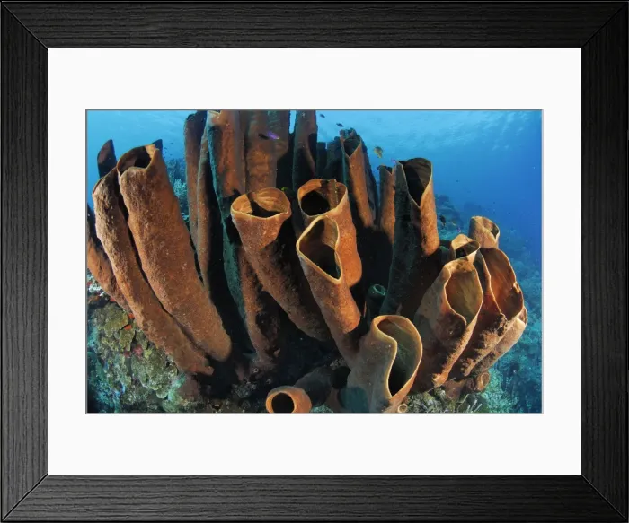 Framed Print : Tube Sponge Sulu Sea Philippines Framed Print : Tube Sponge Sulu Sea Philippines