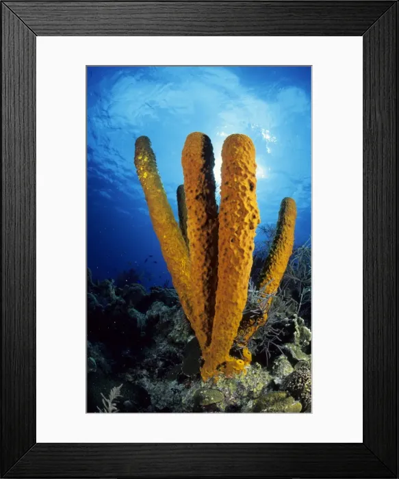 Framed Print : Tube Sponge Caribbean Sea Framed Print : Tube Sponge Caribbean Sea
