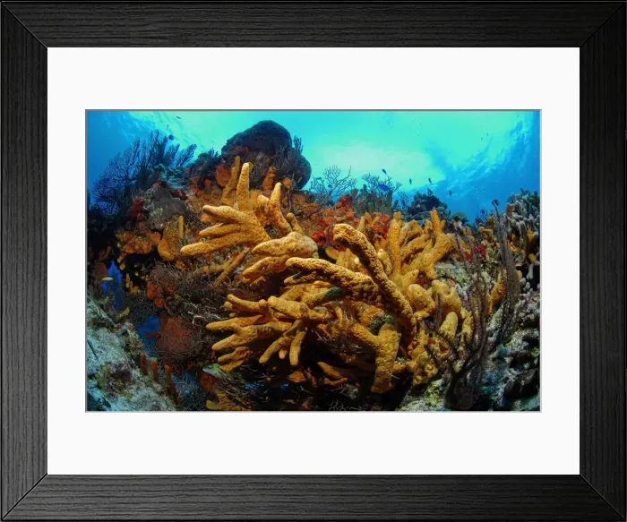 Framed Print : Rope / Finger Sponge Cozumel Island Caribbean Sea Framed Print : Rope / Finger Sponge Cozumel Island Caribbean Sea