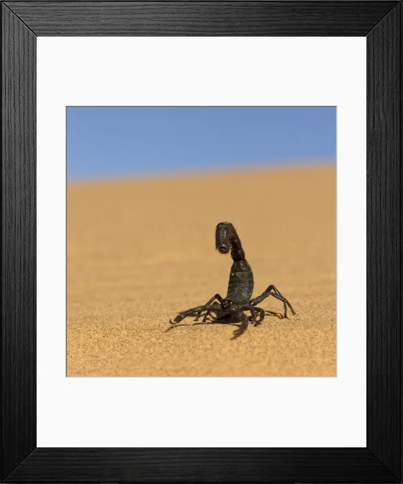 Framed Print : Scorpion Walking over rippled dune sand with a blue sky in the background Namib Dune Belt, Namibia, Africa Framed Print : Scorpion Walking over rippled dune sand with a blue sky in the background Namib Dune Belt, Namibia, Africa