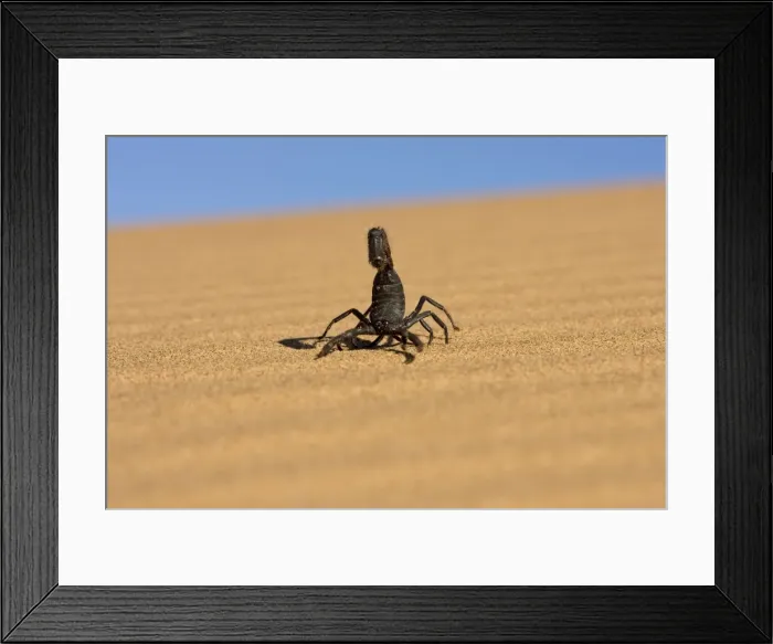 Framed Print : Scorpion Walking over rippled dune sand with a blue sky in the background Namib Dune Belt, Namibia, Africa Framed Print : Scorpion Walking over rippled dune sand with a blue sky in the background Namib Dune Belt, Namibia, Africa