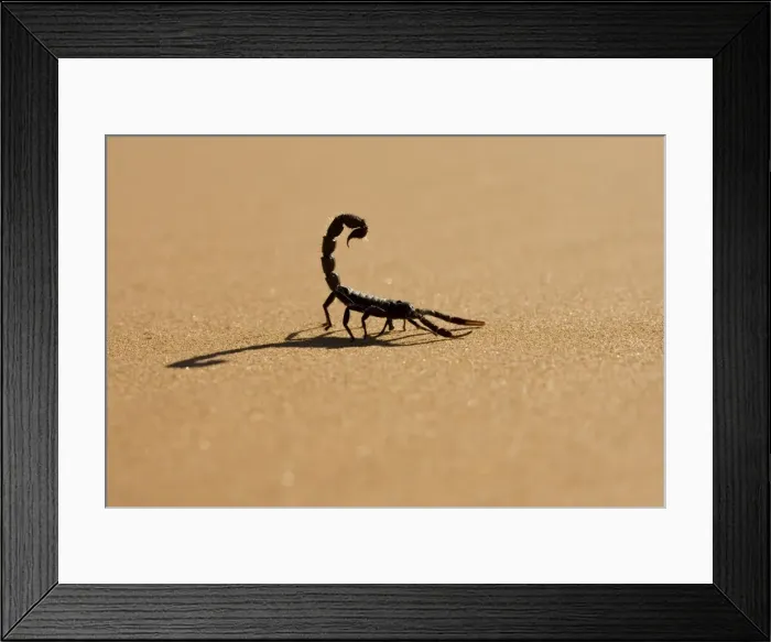 Framed Print : Scorpion Hunting on hot desert sands Namib Dune Belt, Namibia, Africa Framed Print : Scorpion Hunting on hot desert sands Namib Dune Belt, Namibia, Africa