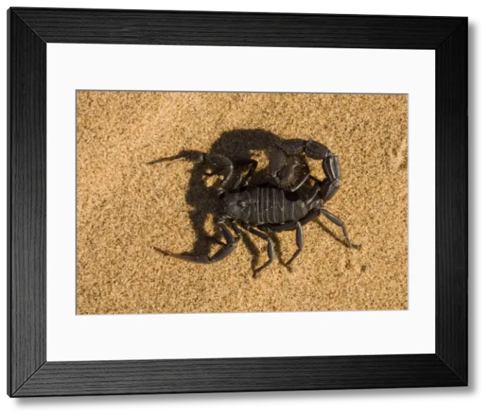 Framed Print : Scorpion Defensively flattend to the ground with venom on the tip of the tail Namib Dune Belt, Namibia, Africa Framed Print : Scorpion Defensively flattend to the ground with venom on the tip of the tail Namib Dune Belt, Namibia, Africa