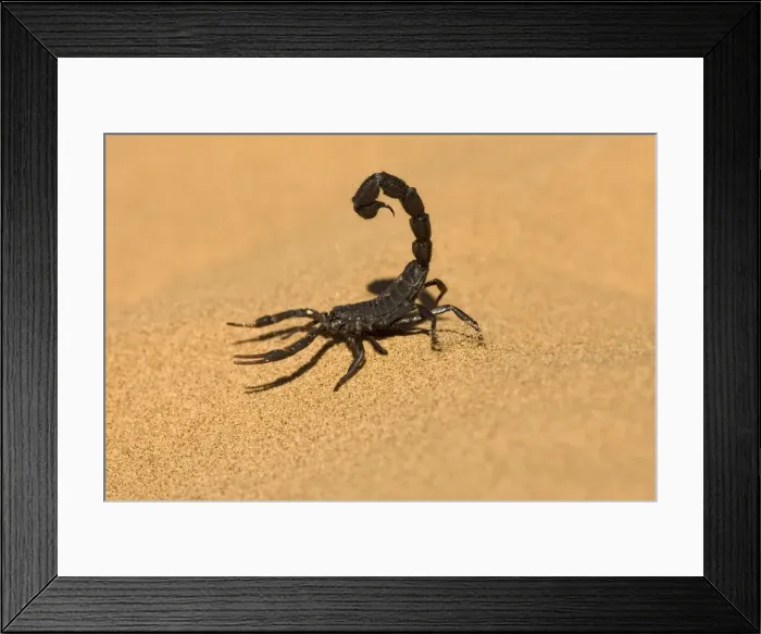 Framed Print : Scorpion Walking on dune sand with tail raised Namib Dune Belt, Namibia, Africa Framed Print : Scorpion Walking on dune sand with tail raised Namib Dune Belt, Namibia, Africa