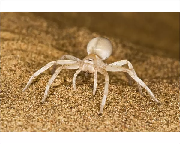White Lady Spider - Portrait on dune sand - Namib Desert - Namibia - Africa