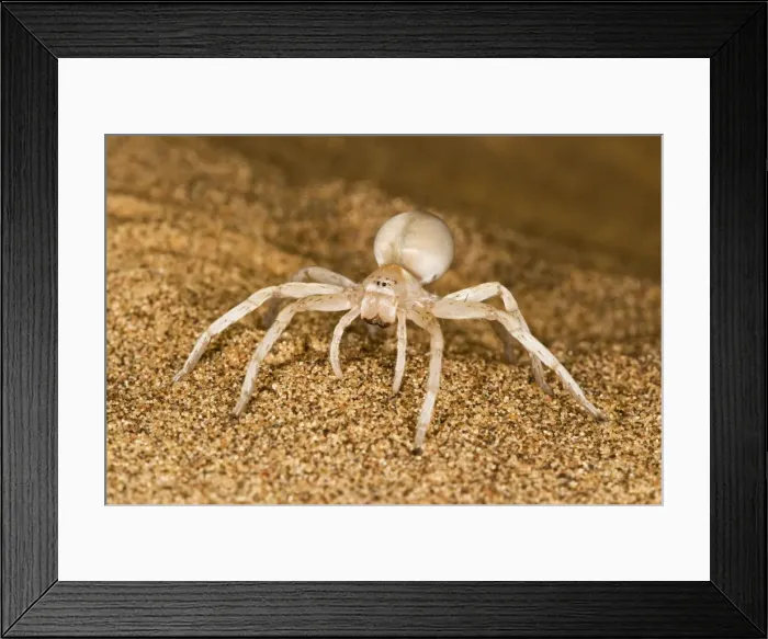 Framed Print : White Lady Spider - Portrait on dune sand - Namib Desert - Namibia - Africa Framed Print : White Lady Spider - Portrait on dune sand - Namib Desert - Namibia - Africa