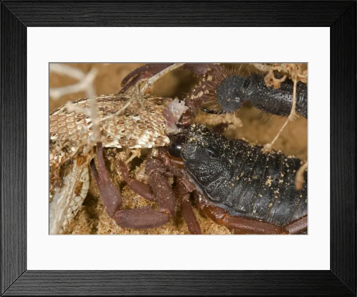 Framed Print : Parabuthus Scorpion - Eating a Sidewinder, after kiliing and dragging it into the undergrowth - Namib Desert -Namibia - Africa Framed Print : Parabuthus Scorpion - Eating a Sidewinder, after kiliing and dragging it into the undergrowth - Namib Desert -Namibia - Africa