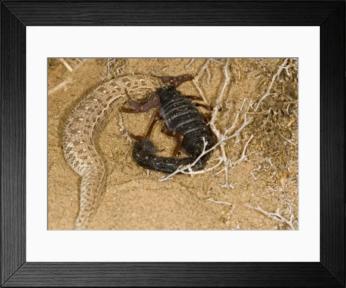Framed Print : Parabuthus Scorpion - Eating a Sidewinder, after kiliing and dragging it into the undergrowth - Namib Desert -Namibia - Africa Framed Print : Parabuthus Scorpion - Eating a Sidewinder, after kiliing and dragging it into the undergrowth - Namib Desert -Namibia - Africa
