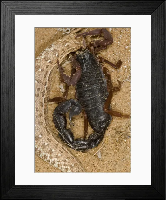 Framed Print : Parabuthus Scorpion - Eating a Sidewinder, after kiliing and dragging it into the undergrowth - Namib Desert - Namibia - Africa Framed Print : Parabuthus Scorpion - Eating a Sidewinder, after kiliing and dragging it into the undergrowth - Namib Desert - Namibia - Africa