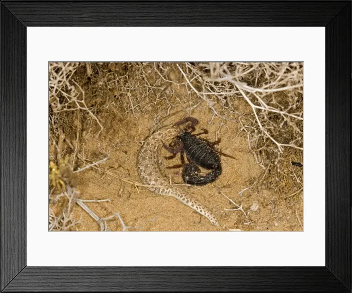 Framed Print : Parabuthus Scorpion - Eating a Sidewinder, after killing and dragging it into the undergrowth - Namib Desert -Namibia - Africa Framed Print : Parabuthus Scorpion - Eating a Sidewinder, after killing and dragging it into the undergrowth - Namib Desert -Namibia - Africa