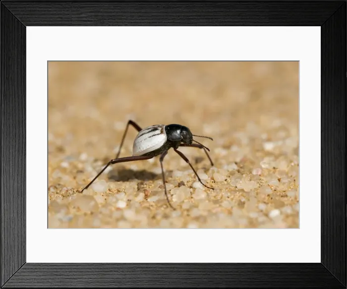 Framed Print : Tenbrionid beetle - Close up portrait - Namib Desert - Namibia - Africa Framed Print : Tenbrionid beetle - Close up portrait - Namib Desert - Namibia - Africa