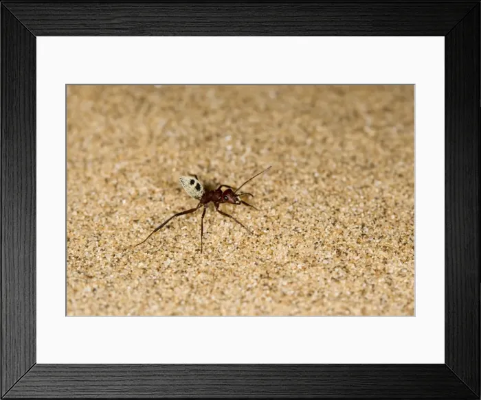 Framed Print : Dune Ant - Full body on dunes sand - Dunes - Namib Desert - Namibia - Africa Framed Print : Dune Ant - Full body on dunes sand - Dunes - Namib Desert - Namibia - Africa