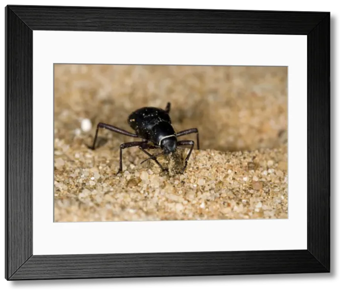 Framed Print : Dune Beetle - Close up with plant detritus - Namib Desert - Namibia - Africa Framed Print : Dune Beetle - Close up with plant detritus - Namib Desert - Namibia - Africa