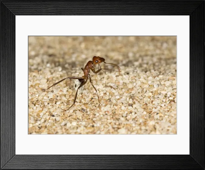 Framed Print : Dune Ant - Full body on dunes sand - Dunes - Namib Desert - Namibia - Africa Framed Print : Dune Ant - Full body on dunes sand - Dunes - Namib Desert - Namibia - Africa