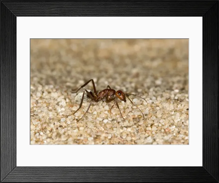 Framed Print : Dune Ant - Full body on dunes sand - Dunes - Namib Desert - Namibia - Africa Framed Print : Dune Ant - Full body on dunes sand - Dunes - Namib Desert - Namibia - Africa