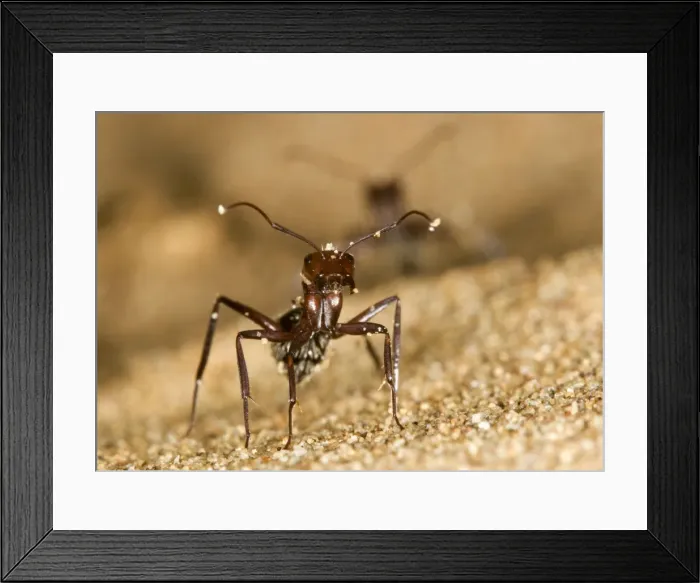 Framed Print : Dune Ant - Close up during confrontational pose - Dunes - Namib Desert - Namibia - Africa