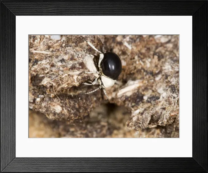 Framed Print : Dung Beetle - Close up of entire body on dried dung - Namib Desert - Namibia - Africa Framed Print : Dung Beetle - Close up of entire body on dried dung - Namib Desert - Namibia - Africa