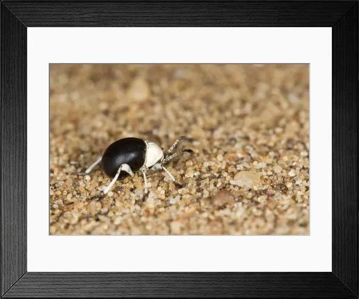 Framed Print : Dung Beetle - Close up of entire body - Namib Desert - Namibia - Africa Framed Print : Dung Beetle - Close up of entire body - Namib Desert - Namibia - Africa