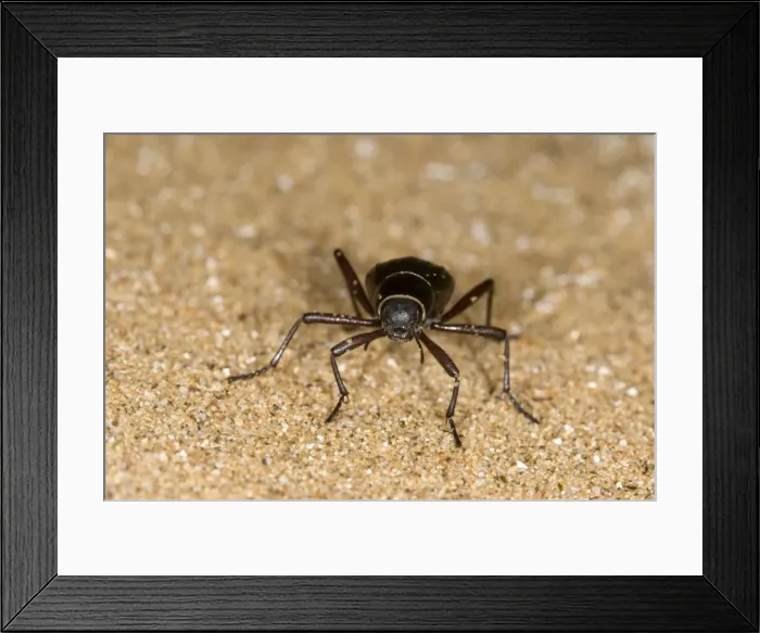 Framed Print : Dune Beetle - Close up standing on dune sand - Namib Desert - Namibia - Africa Framed Print : Dune Beetle - Close up standing on dune sand - Namib Desert - Namibia - Africa