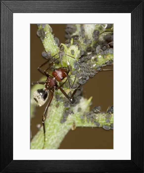 Framed Print : Dune Ant - Close up of ants tending / farming aphids - Dunes- Namib Desert - Namibia - Africa Framed Print : Dune Ant - Close up of ants tending / farming aphids - Dunes- Namib Desert - Namibia - Africa